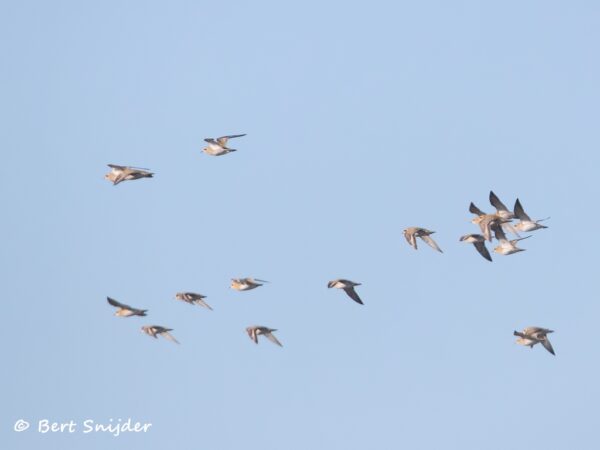 Goudplevier Vogelvakantie Portugal