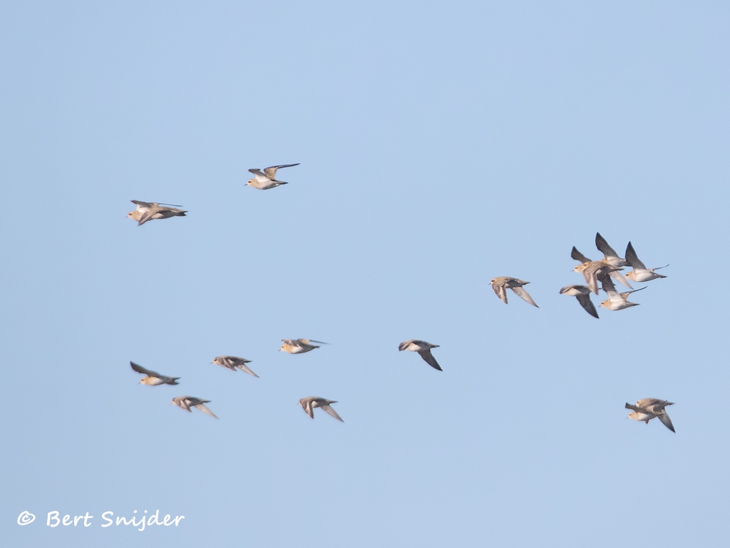 Goudplevier Vogelvakantie Portugal