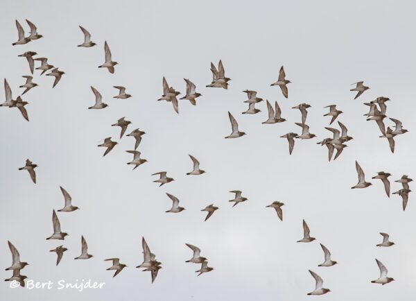 Goudplevier Vogelvakantie Portugal