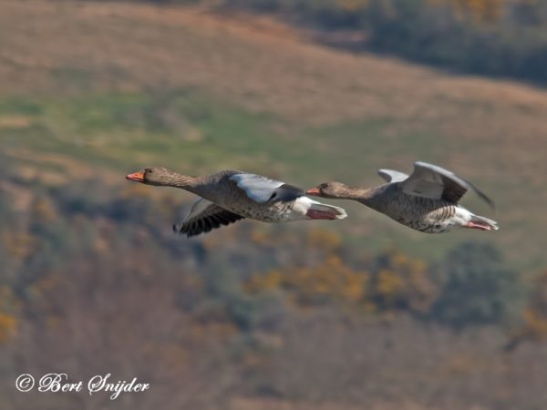 Grauwe Gans Schuilhut BSP2 Portugal