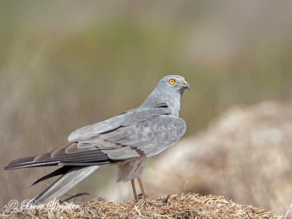 Grauwe Kiekendief Vogelreis Portugal