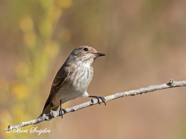 Grauwe Vliegenvanger Vogelhut BSP1 Portugal