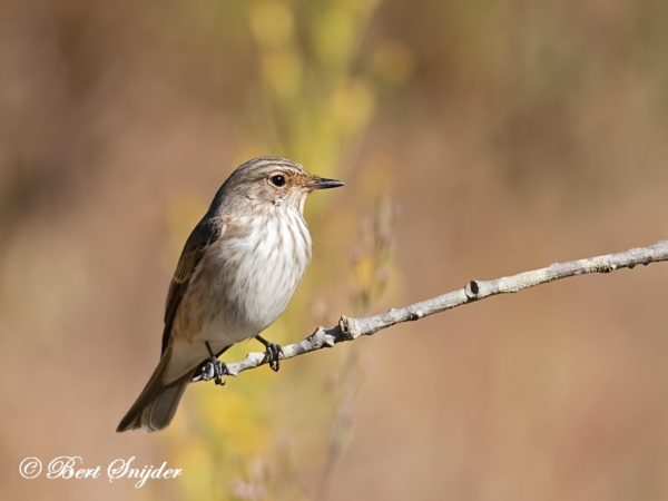 Grauwe Vliegenvanger Vogelhut BSP1 Portugal