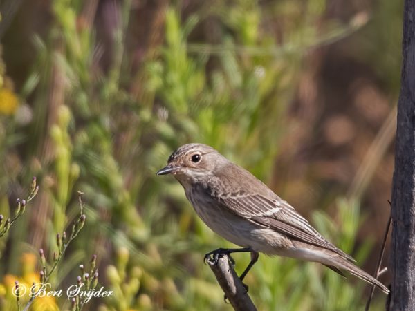 Grauwe Vliegenvanger Vogelhut BSP1 Portugal