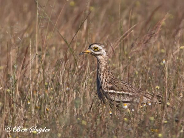 Griel Vogelreis Portugal