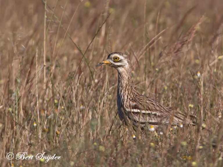 Griel Vogels Kijken In Portugal Vogelvakantie In De Alentejo Regio 6192