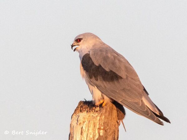 Grijze Wouw Vogelvakantie Portugal