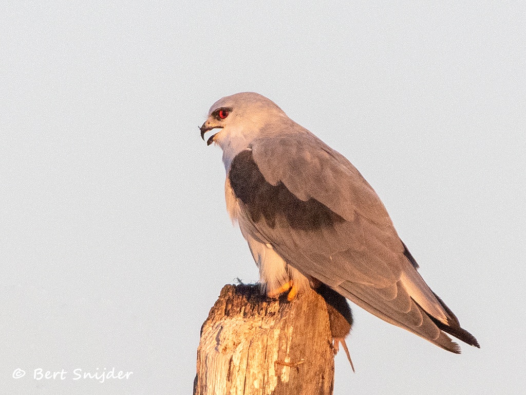Grijze Wouw Vogelvakantie Portugal
