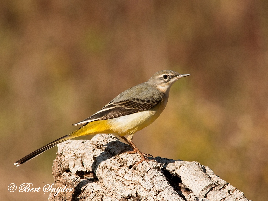 Grote Gele Kwikstaart Vogelreis Portugal