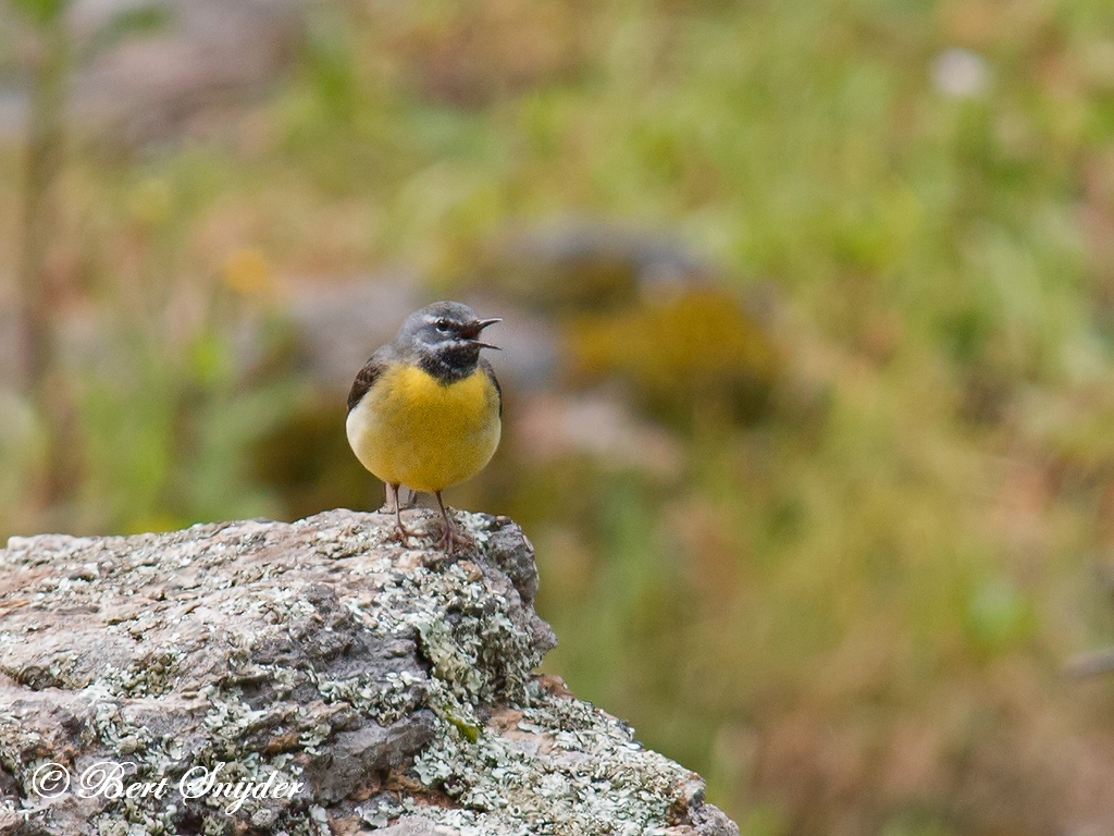 Grote Gele Kwikstaart Vogelvakantie Portugal
