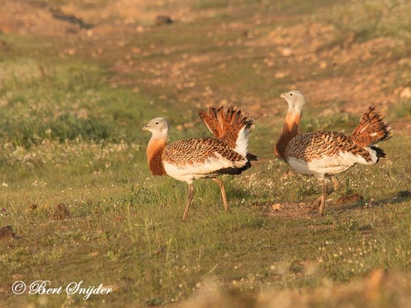 Grote Trap Vogelvakantie Portugal