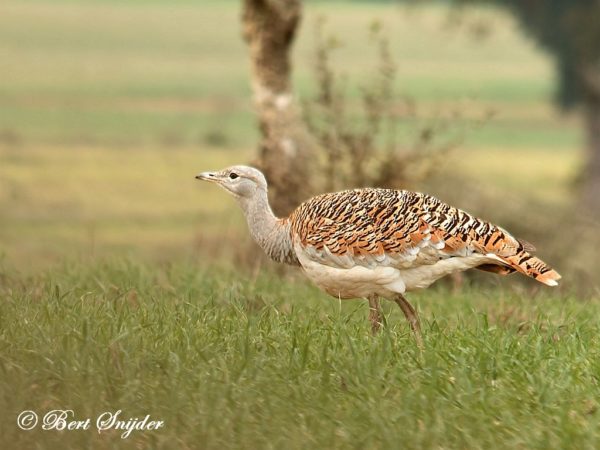 Vogelfotografie dag Portugal