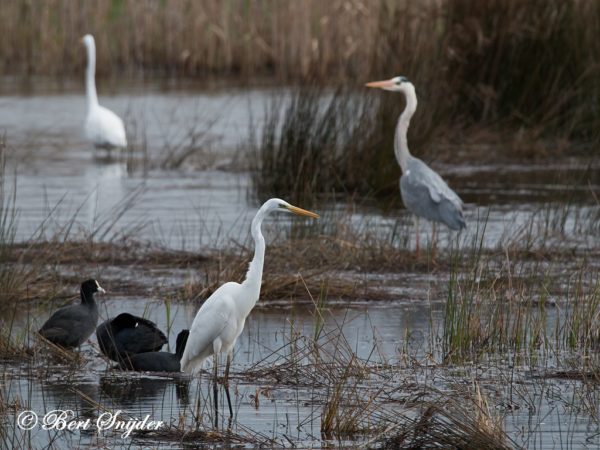 Grote Zilverreiger Vogelkijkhut BSP2 Portugal