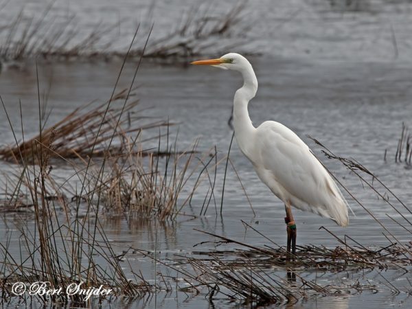 Grote Zilverreiger Vogelkijkhut BSP2 Portugal