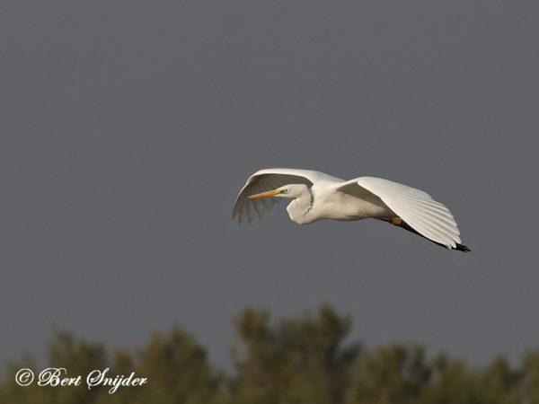 Grote Zilverreiger Vogelkijkhut BSP3 Portugal