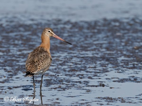 Grutto Vogelreis Portugal