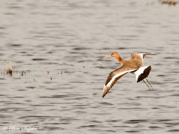 Grutto Vogelreis Portugal