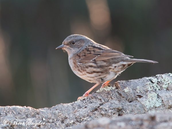 Heggenmus Vogelreis Portugal