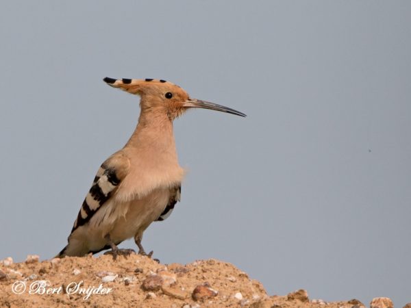 Hop Vogelhut BSP6 Portugal