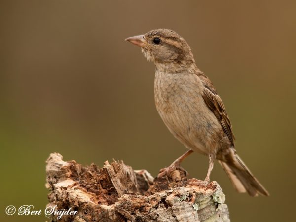 Huismus Vogelhut BSP1 Portugal