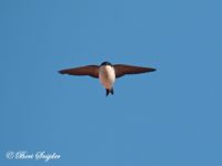 Huiszwaluw Vogelvakantie Portugal