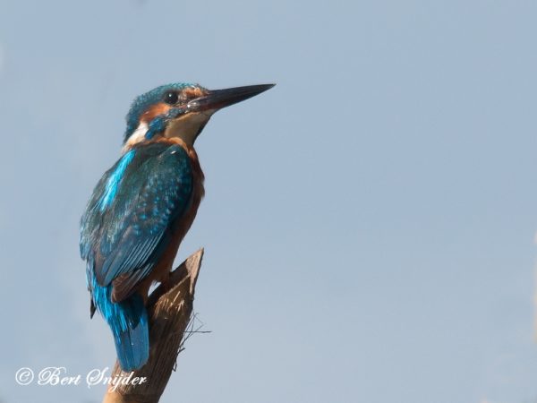 IJsvogel Vogelreis Portugal