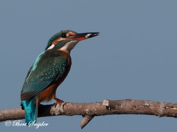 IJsvogel Vogelkijkhut BSP3 Portugal