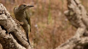 Iberische Groene Specht Vogelvakantie Portugal