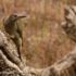 Iberische Groene Specht Vogelvakantie Portugal