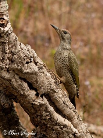 Iberische Groene Specht Vogelhut BSP1 Portugal