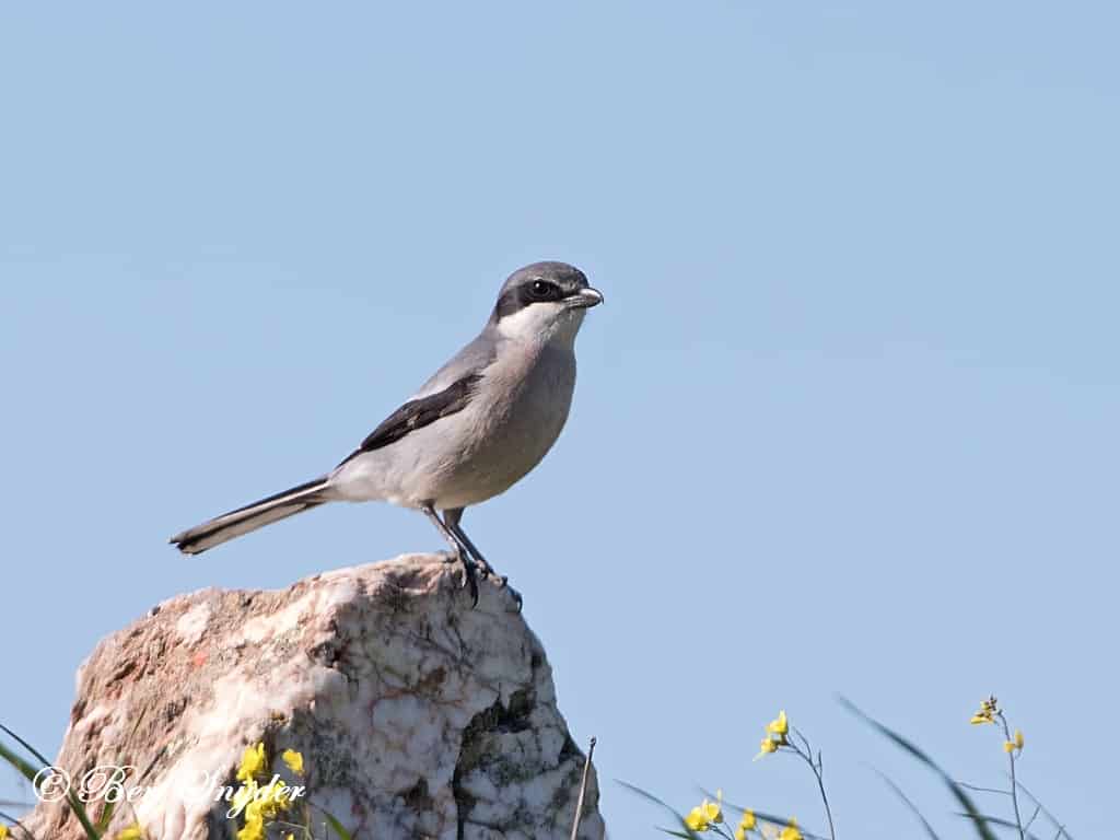 Iberische Klapekster Vogelvakantie Portugal