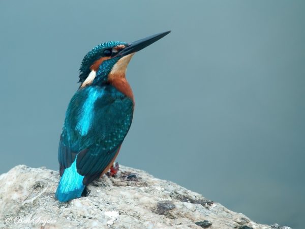 IJsvogel Vogelvakantie Portugal