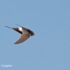 Kaffergierzwaluw Vogelreis Portugal