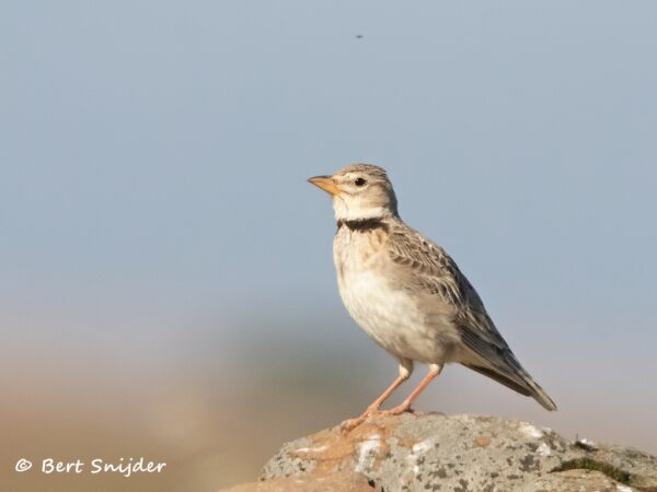 Kalanderleeuwerik Vogelreis Portugal