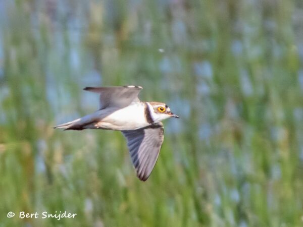 Kleine Plevier Vogelreis Portugal