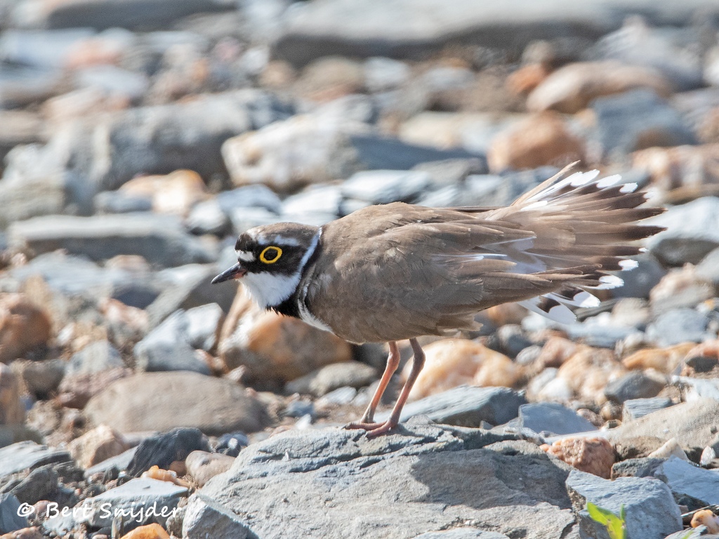 Kleine Plevier Vogelvakantie Portugal