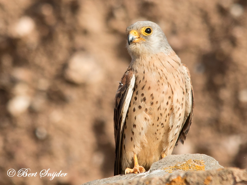 Kleine Torenvalk Vogelfotografiereis Portugal