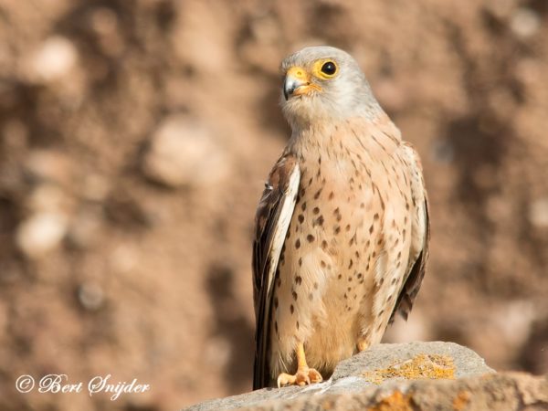 Kleine Torenvalk Vogelfotografie Portugal