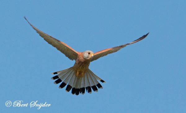 Kleine Torenvalk Vogelhut BSP6 Portugal