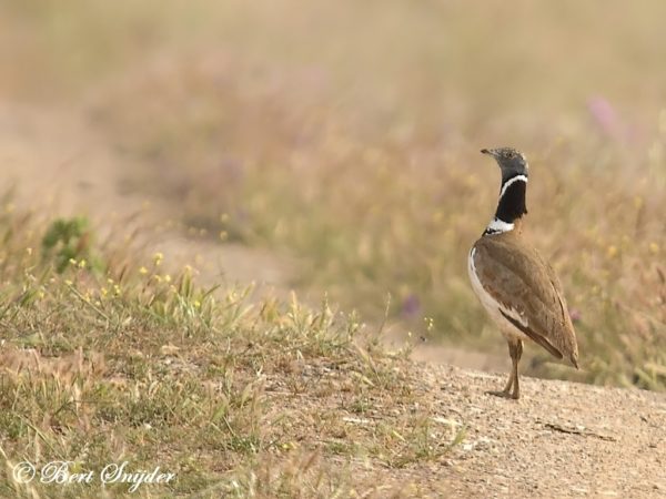 Kleine Trap Vogelvakantie Portugal