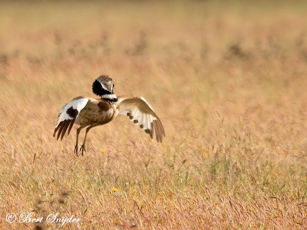 Kleine Trap Vogelvakantie Portugal