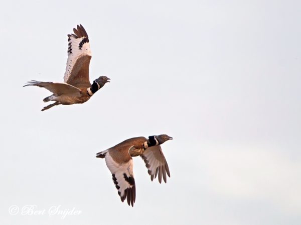 Kleine Trap Vogelvakantie Portugal