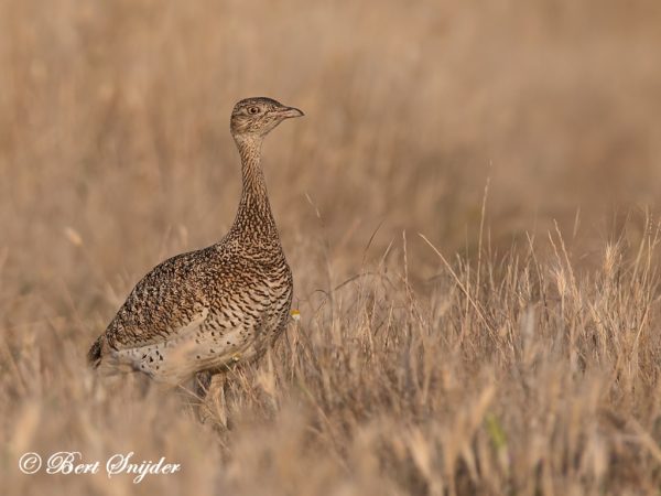 Kleine Trap Vogelhut BSP6 Portugal