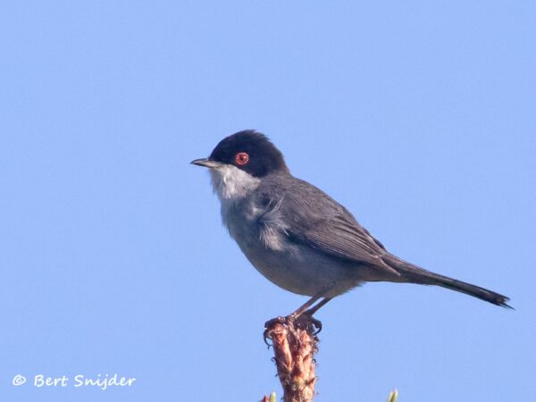 Kleine Zwartkop Vogelvakantie Portugal