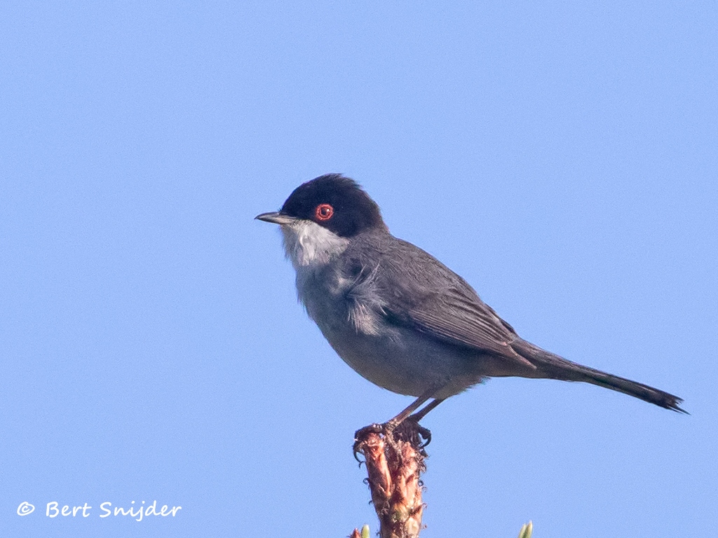 Kleine Zwartkop Vogelvakantie Portugal