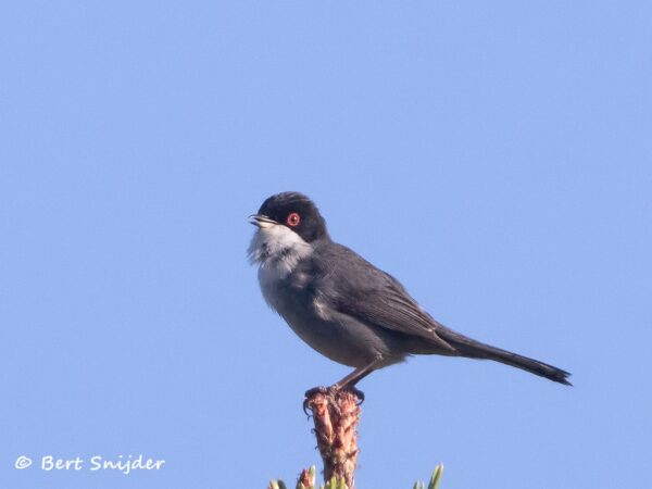 Kleine Zwartkop Vogelreis Portugal