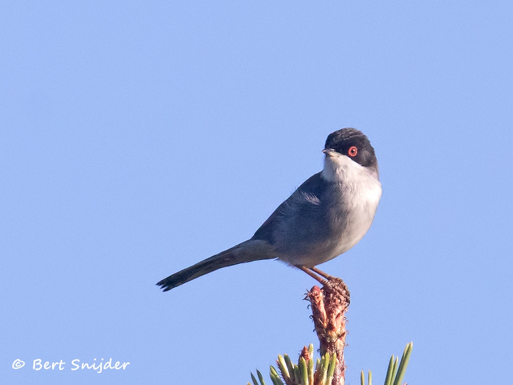 Kleine Zwartkop Vogelvakantie Portugal