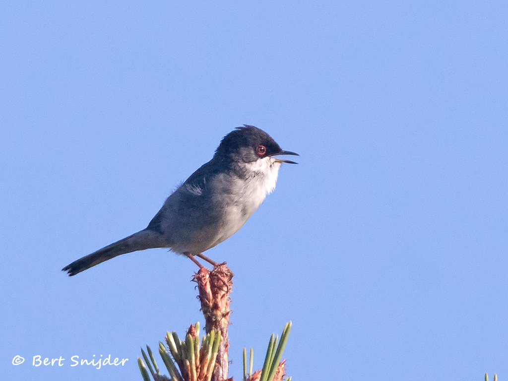 Kleine Zwartkop Vogelreis Portugal