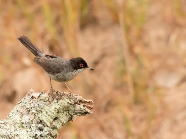 Kleine Zwartkop Vogelhut BSP1 Portugal