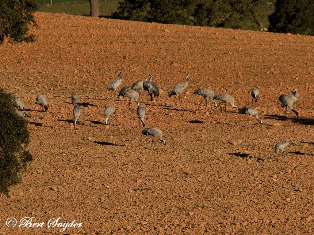 Kraanvogels Vogelfotografie reis Portugal